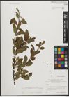 Foto von Salix waldsteiniana Willd.